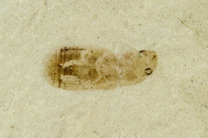 Beetle Fossil (Coleoptera)- Green River Formation, Utah #101622